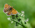 BB 13 0528 / Melitaea cinxia / Prikkrutevinge